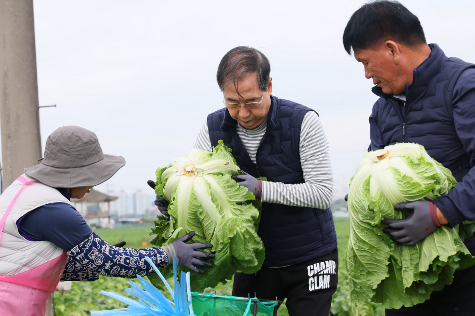 가을배추 수확 현장 방문