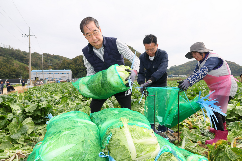 가을배추 수확 현장 방문