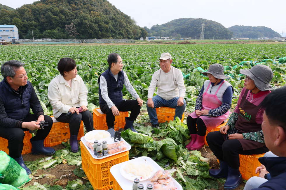 가을배추 수확 현장 방문